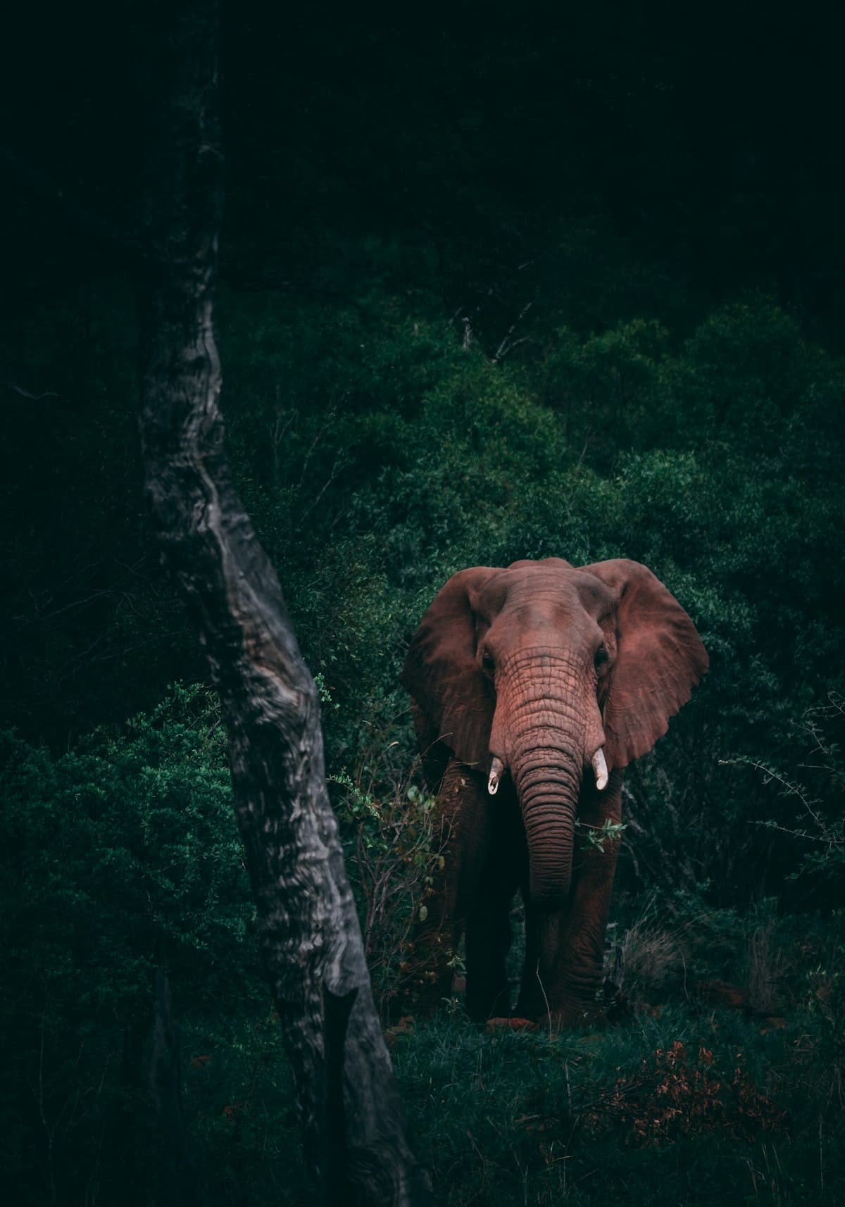 Jim Corbett National Park: Cab Travel Guide from Bareilly